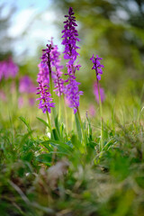 Obraz premium Kleines Knabenkraut, Anacamptis morio, Orchis morio