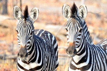 Fototapeta na wymiar Portrait of two Zebras, Eosha National park, Namibia