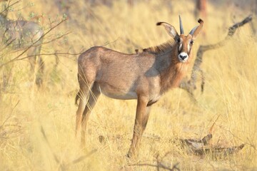 Portrait of a roan antelope, Etosha NP, Namibia