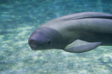 Finless porpoise swims underwater, greets and looks curiously