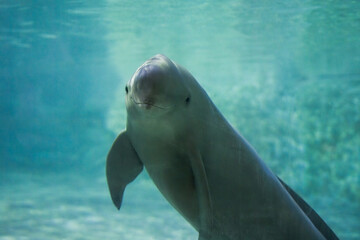 Finless porpoise swims underwater, greets and looks curiously