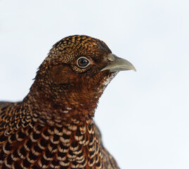 Common pheasant (Phasianus colchicus) female closeup in winter.