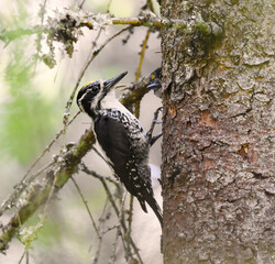 Eurasian three-toed woodpecker (Picoides tridactylus) male on a nest in summer.