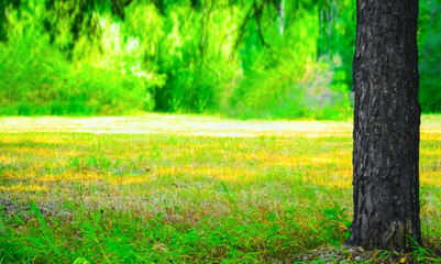 spring time. one pine tree trunk and vibrant green grass. Sun light falling on grass. Tree trunk and fresh green grass in the sunlight. springtime season. empty copy space. empty sunny forest lawn