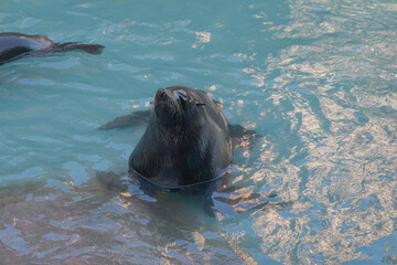 sea lion resting in water