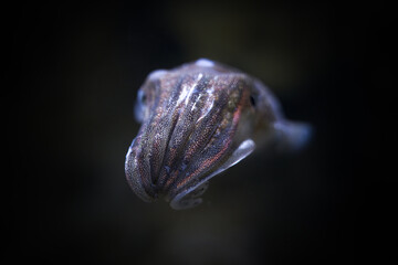 squid tabby squid closeup squid in water