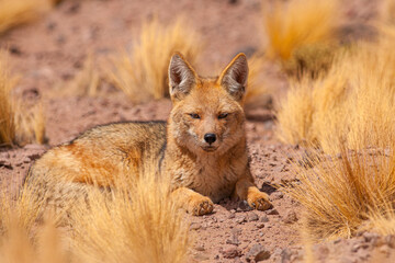 Close up of an Andean fox (Lycalopex culpaeus) lying in puna grass on the high altitude plateau of...