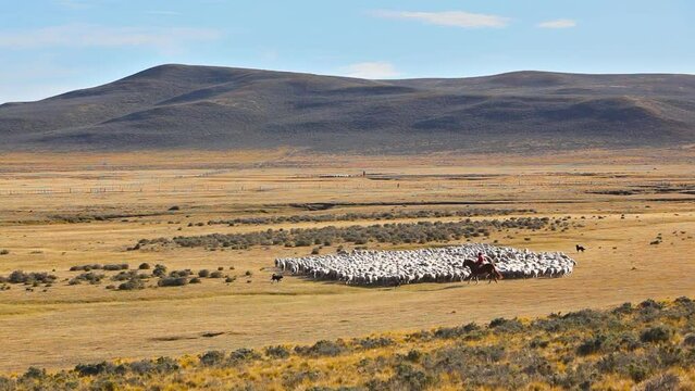 Sheep farming in Patagonia: a Gaucho on horseback with his sheep in the endless landscape of Tierra del Fuego, Chlie

