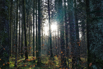 Sonne scheint im kalten Wald durch die Bäume im Winter  - obrazy, fototapety, plakaty