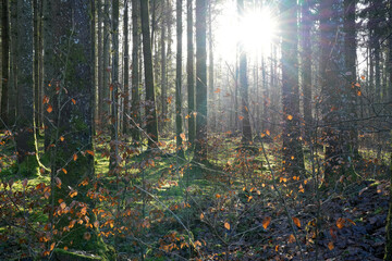 Sonne scheint im kalten Wald durch die Bäume im Winter 