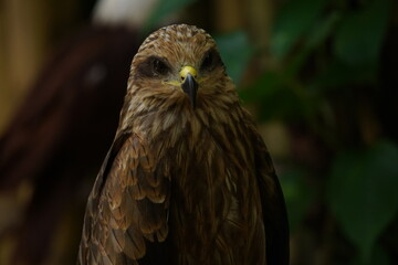 close up brown eagle