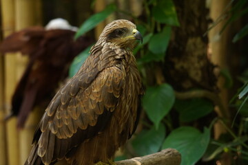 brown eagle 