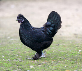 Rooster in the aviary. Selective focus.