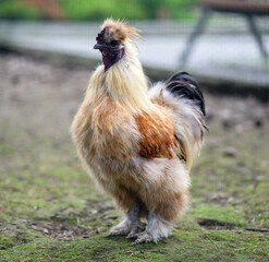 Rooster in the aviary. Selective focus.