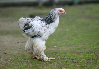 Chicken in the aviary. Selective focus.
