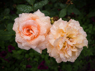 Withered roses in the garden after rain. Shallow depth of field.