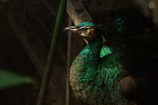 Close upe merak bird