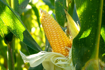 big yellow corn in an organic corn field. soft and selective focus.
