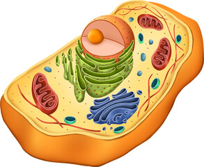 Structure of animal cell on white background. illustration, cellular biology, model, science, biology, education, animal cell, nucleus and etc.