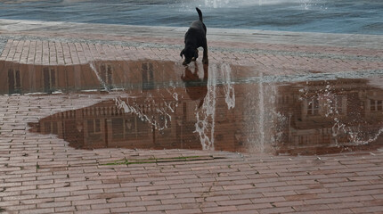 Thirsty stray dog drinks dirty water from a  puddle n the cobbled street. Batumi, Georgia.