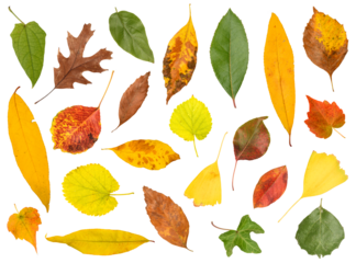 Collection of autumn leaves isolated