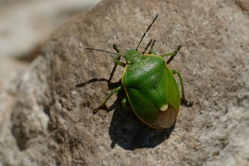 Shield bug (Chlorochroa juniperina) on a rock