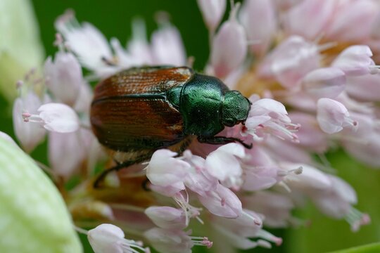 Garden chafer or Garden foliage beetle (Phyllopertha horticola)