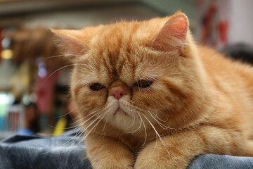 Ginger cat with short nose. Ginger cat sitting on the shelf and looking down 