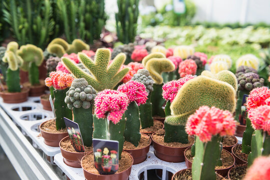 Cactus flowers for sale in garden centre, Augsburg, Bavaria, Germany