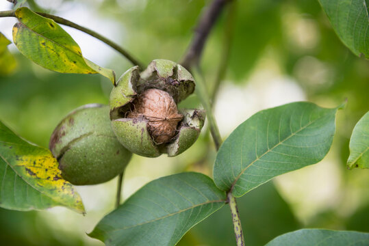 Close-up of walnuts (Juglans regia) in shell on tree, Munich, Bavaria, Germany - Powered by Adobe