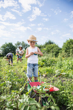 Small boy holding switchblade with wheelbarrow in community garden, Bavaria, Germany