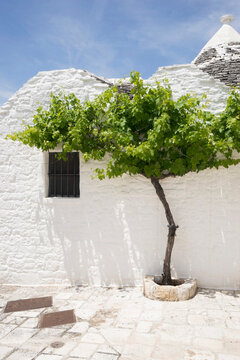 Vine tree in front of trulli house, Puglia, Italy