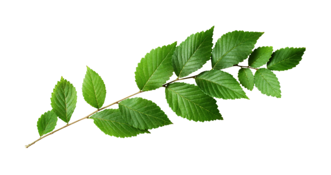 Fresh waved twig with green leaves isolated on white or transparent background