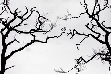 Abstract connection of twisted branches of trees with white sky.