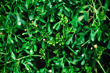 Ruta Graveolens (herb of grace) close up. Bluish green. Blurred background