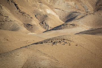 flock of goats in the desert