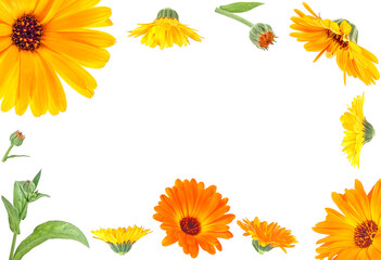 Frame of flowers with leaves Calendula on a white background with space for text, top view. English marigold. Medicinal herb.