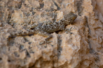 Gecko on a desert rock