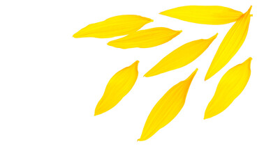 Yellow petals of sunflower isolated on a white background, top view. Flat lay.