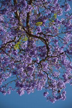 Flower blooming on Jacaranda tree (Jacaranda mimosifolia), South Africa