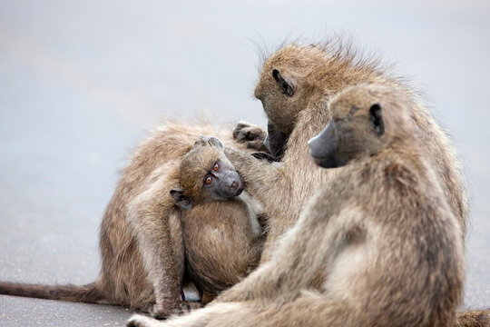 Family of baboons sitting together, South Africa