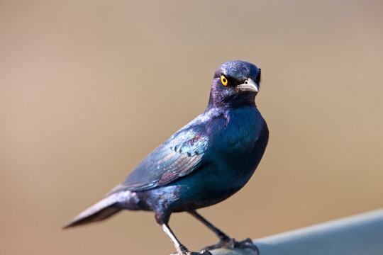 Fototapeta Cape starling (Lamprotornis nitens) perching, South Africa