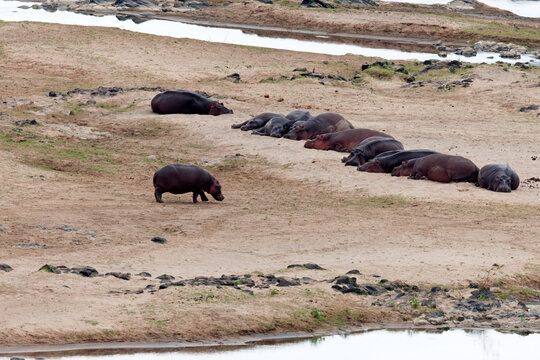Group of hippopotamus (Hippopotamus amphibius) resting on riverbank, Kruger National Park, South Africa