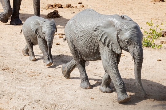 Elephant family at Etosha National Park, Namibia, Africa