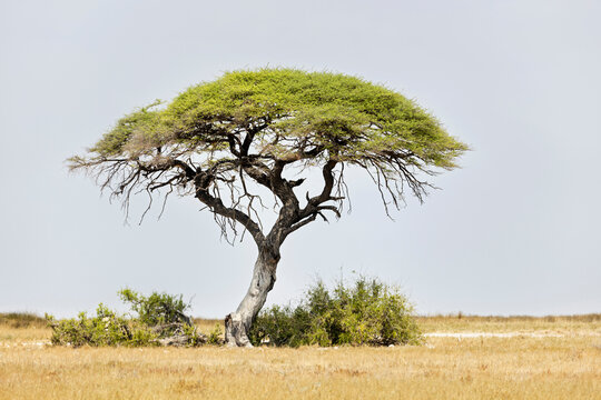 Mopane tree at Etosha National Park, Namibia, Africa