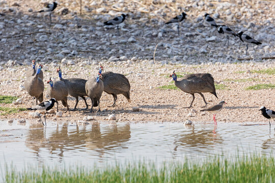Helmeted guineafowl at lakeside, Namibia, Africa