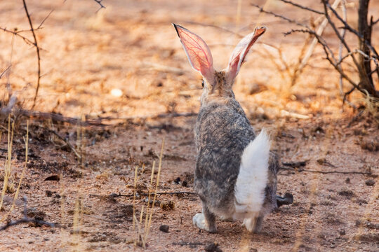 Cape hare at Okonjima Nature Reserve, Namibia, Africa