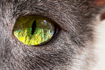close-up of the left green eye of a gray Burmese cat in the sun horizontal.