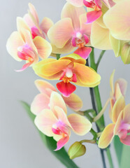 Yellow-pink orchid flower on blurred background