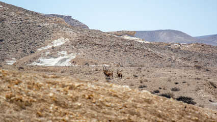 Ibexes wandering through the desert